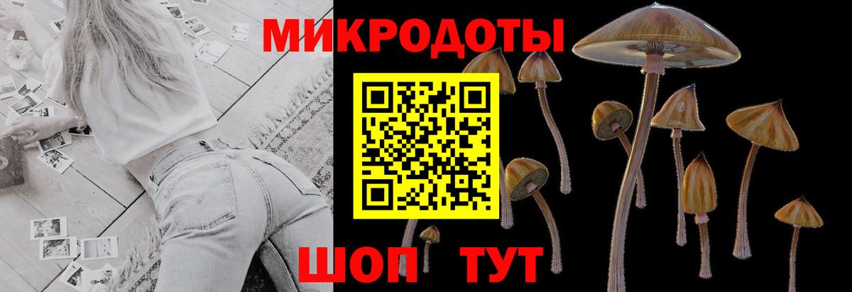 Губкинский  Псилоцибиновые грибы Psilocybine cubensis  Вход с VPN 
